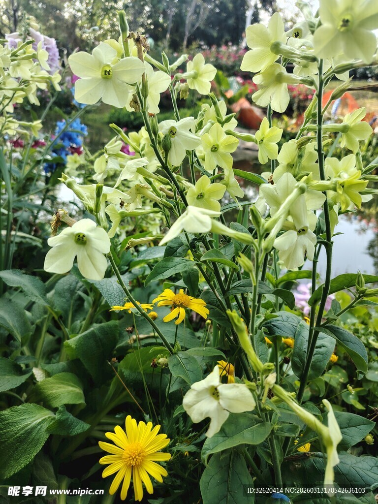 多彩花卉绽放的美丽景致