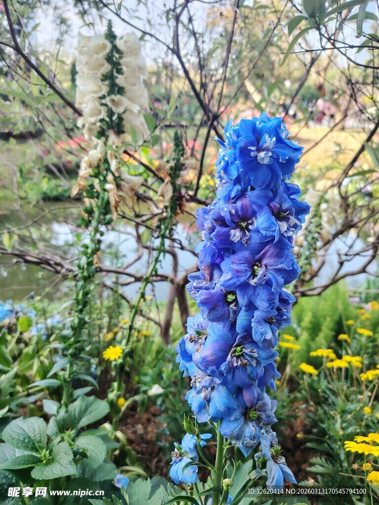 蓝花绽放于葱郁花园中
