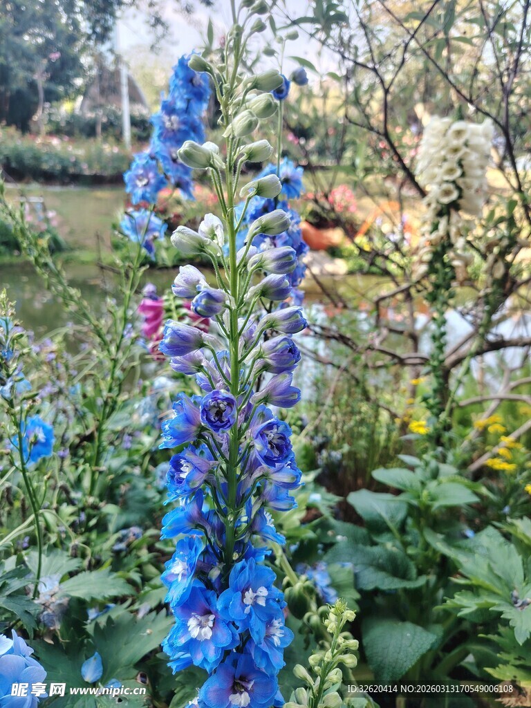 蓝铃花绽放于多彩花园