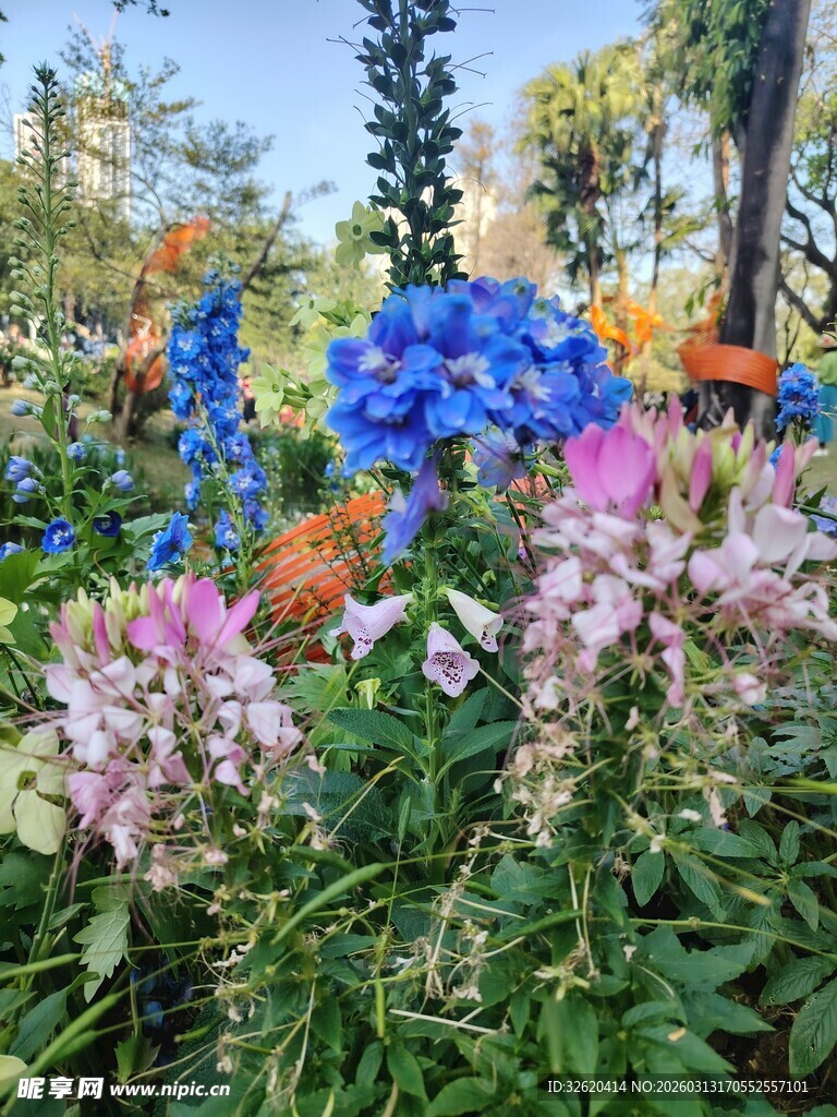 多彩花卉绽放美丽花园