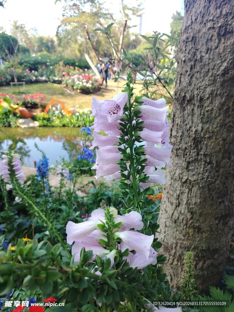 花园中绽放的美丽毛地黄