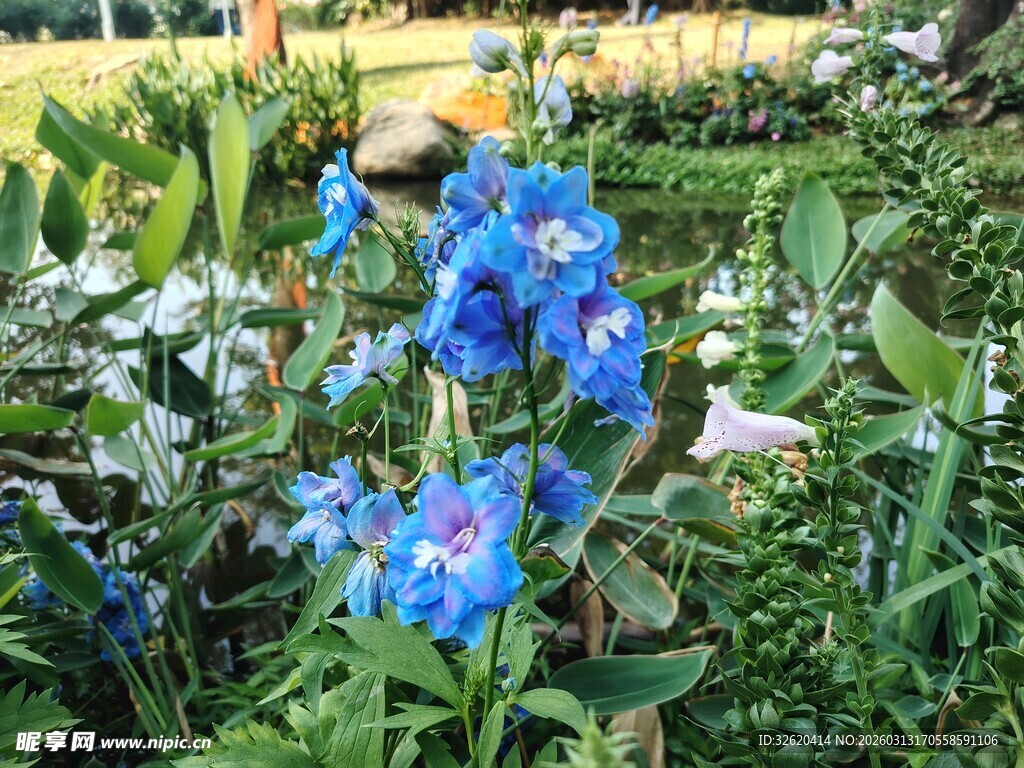 蓝花绽放于繁茂绿植间