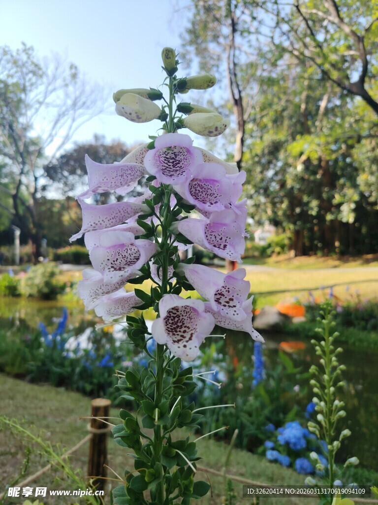花园中绽放的美丽毛地黄