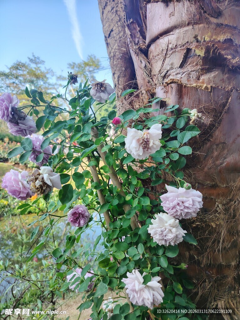 繁花绕树自然景致如画