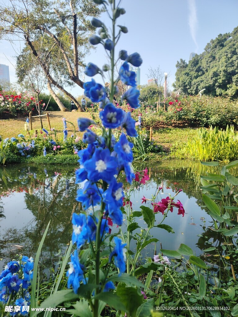 蓝花绽放于湖畔花园