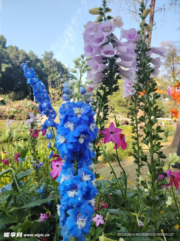 多彩花卉绽放于花园中