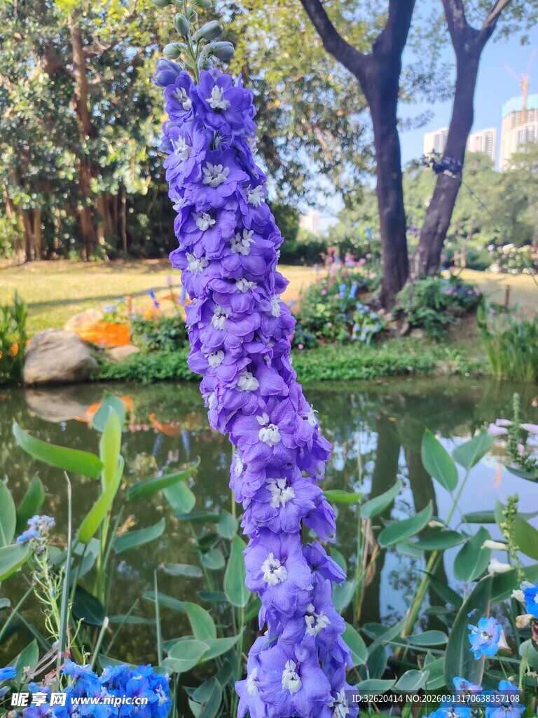 紫色飞燕草绽放于花园