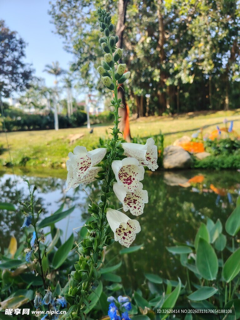 池塘边繁茂绿植与花朵