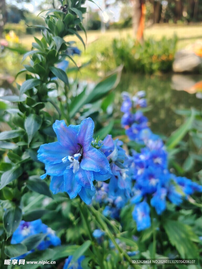 蓝花绽放于绿叶间