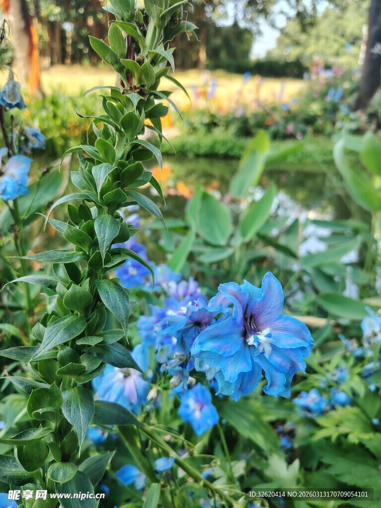 蓝花绽放于绿意之中