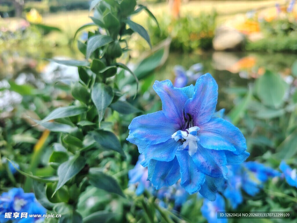 蓝艳翠雀花绽放