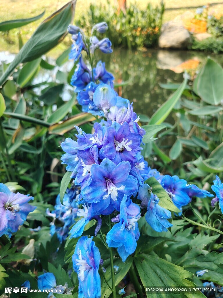 蓝花绽放于绿叶间