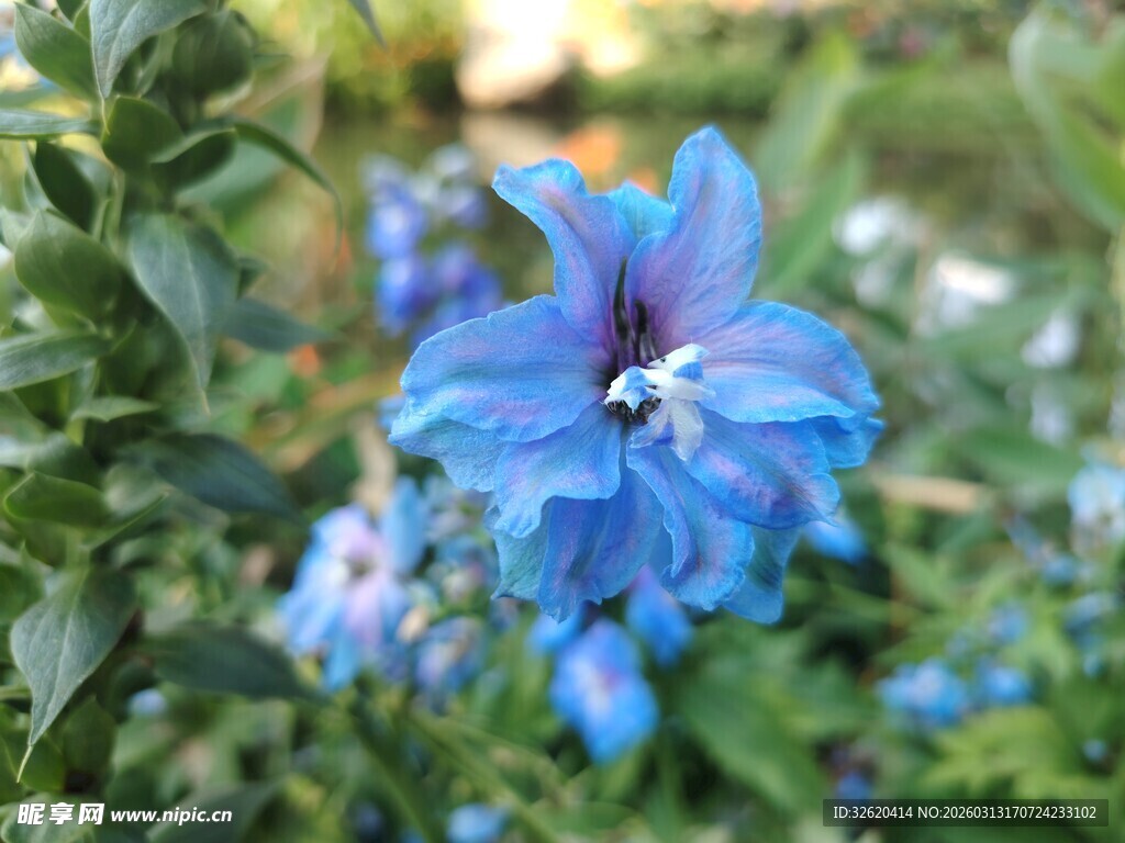 蓝花绽放于绿叶间