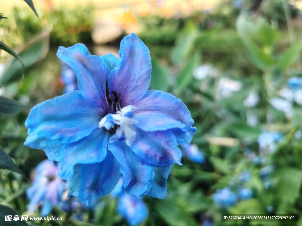 蓝色娇艳花朵绽放