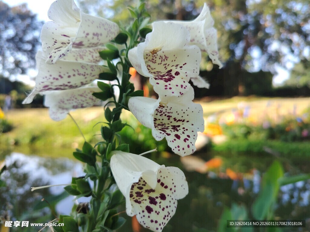 白色斑点花朵