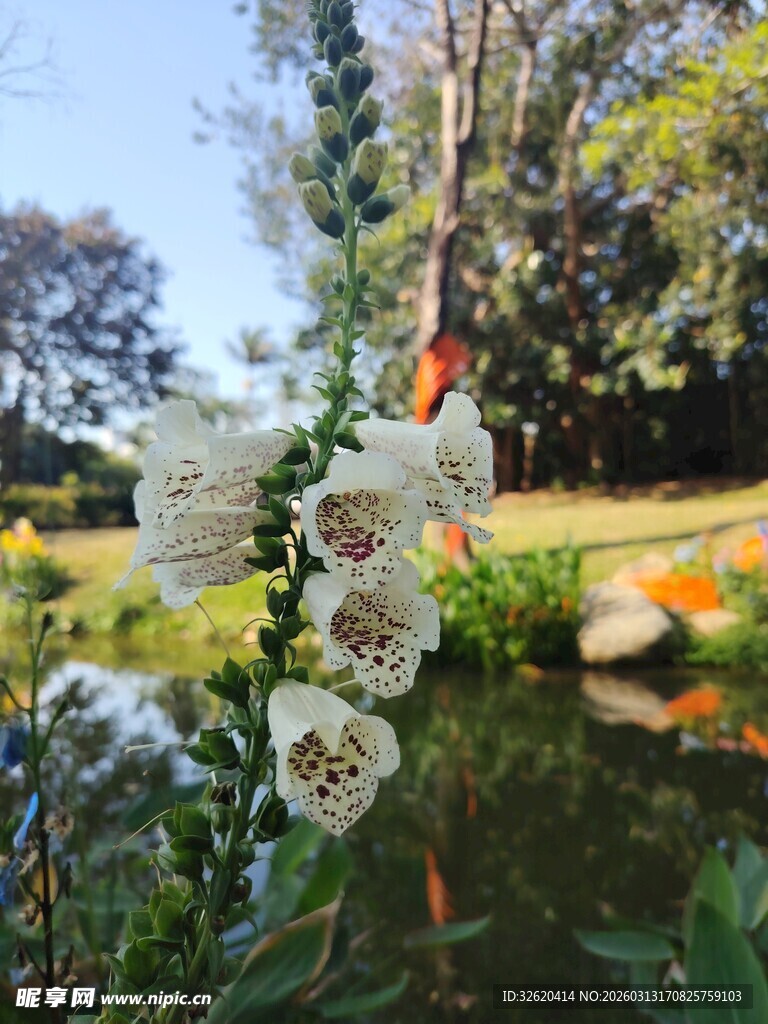 溪边绽放的白色美丽花朵