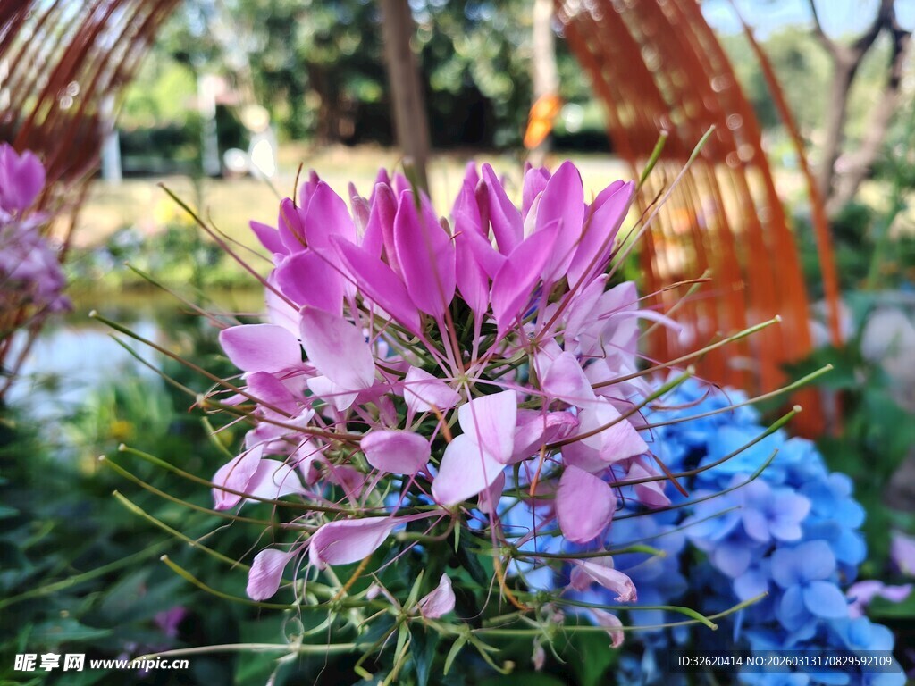 娇艳醉蝶花绽放于花丛