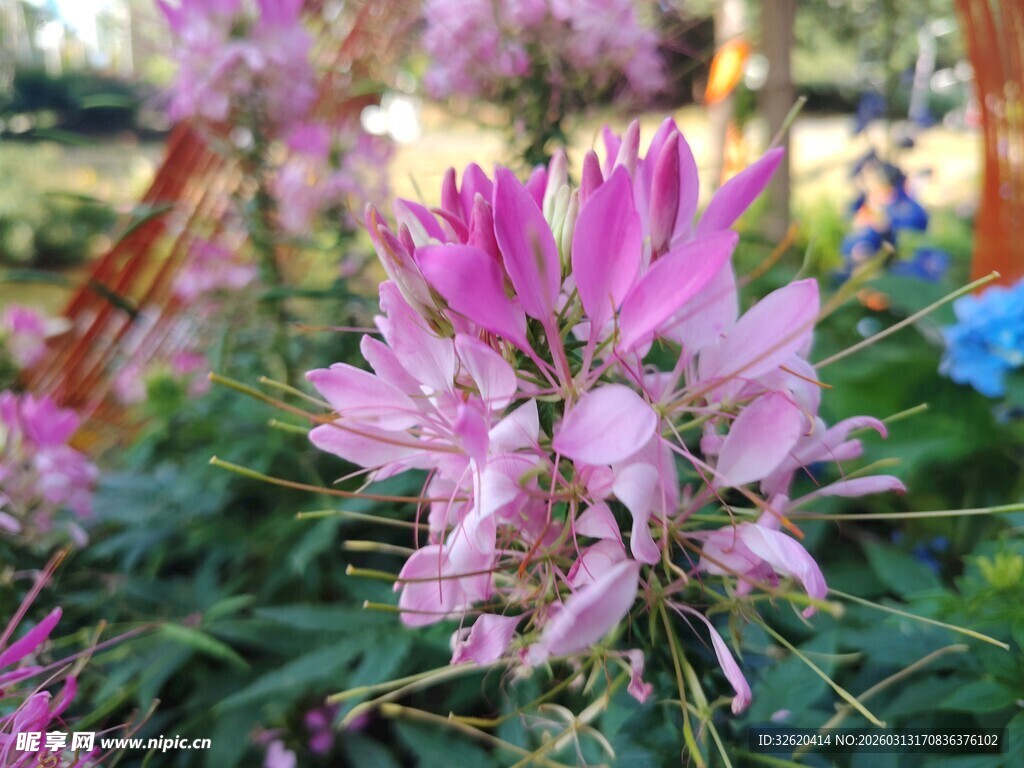 娇艳粉色花朵绽放