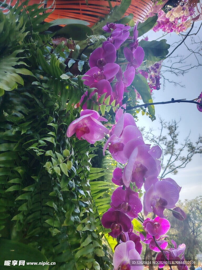 垂挂紫兰绽放于绿植间