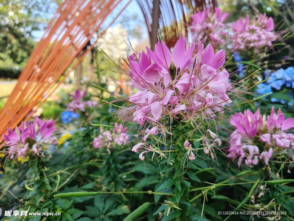 娇艳盛开的粉色花卉