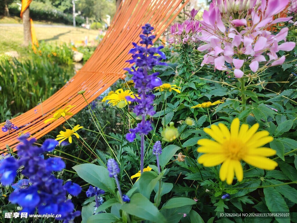 多彩花卉装点美丽花园
