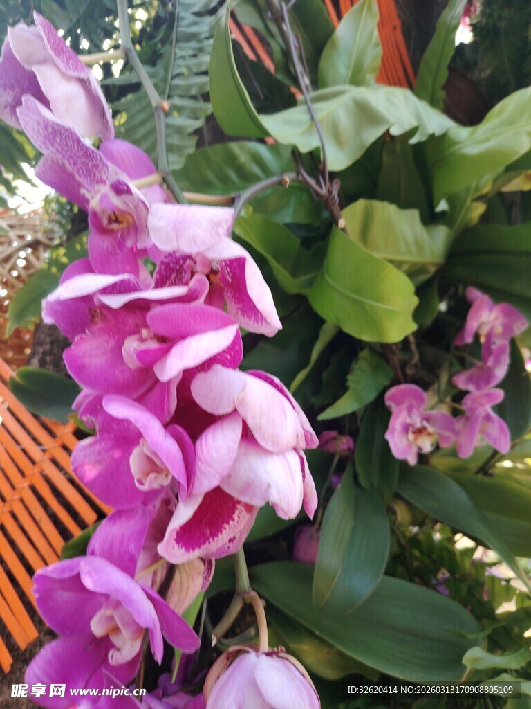 美丽紫粉色兰花绽放