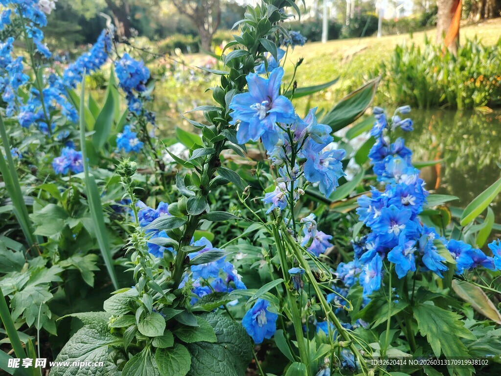 蓝花绽放于绿意间
