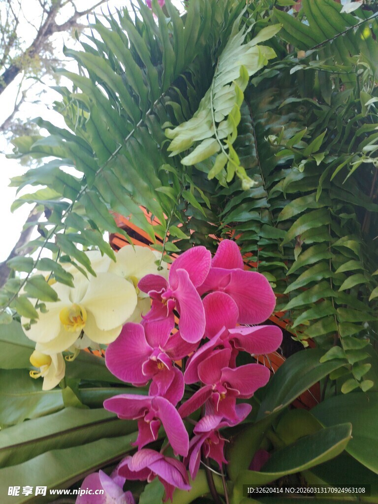 多彩兰花绽放于绿叶间