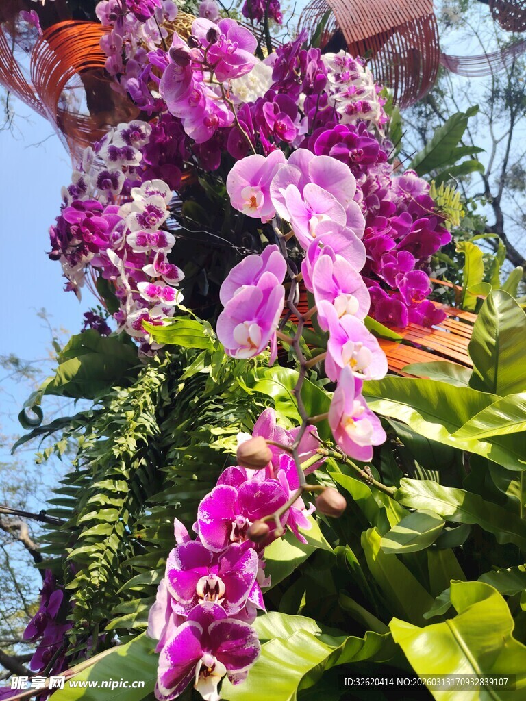 垂挂的绚烂蝴蝶兰