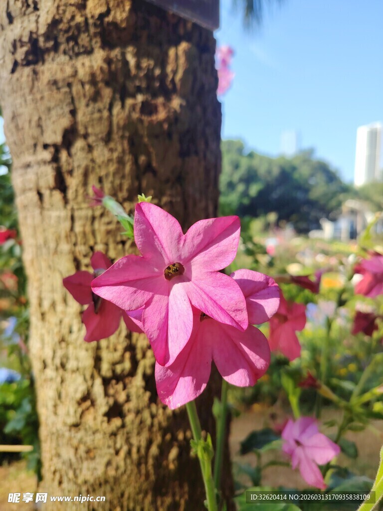 树干旁绽放的娇艳粉花