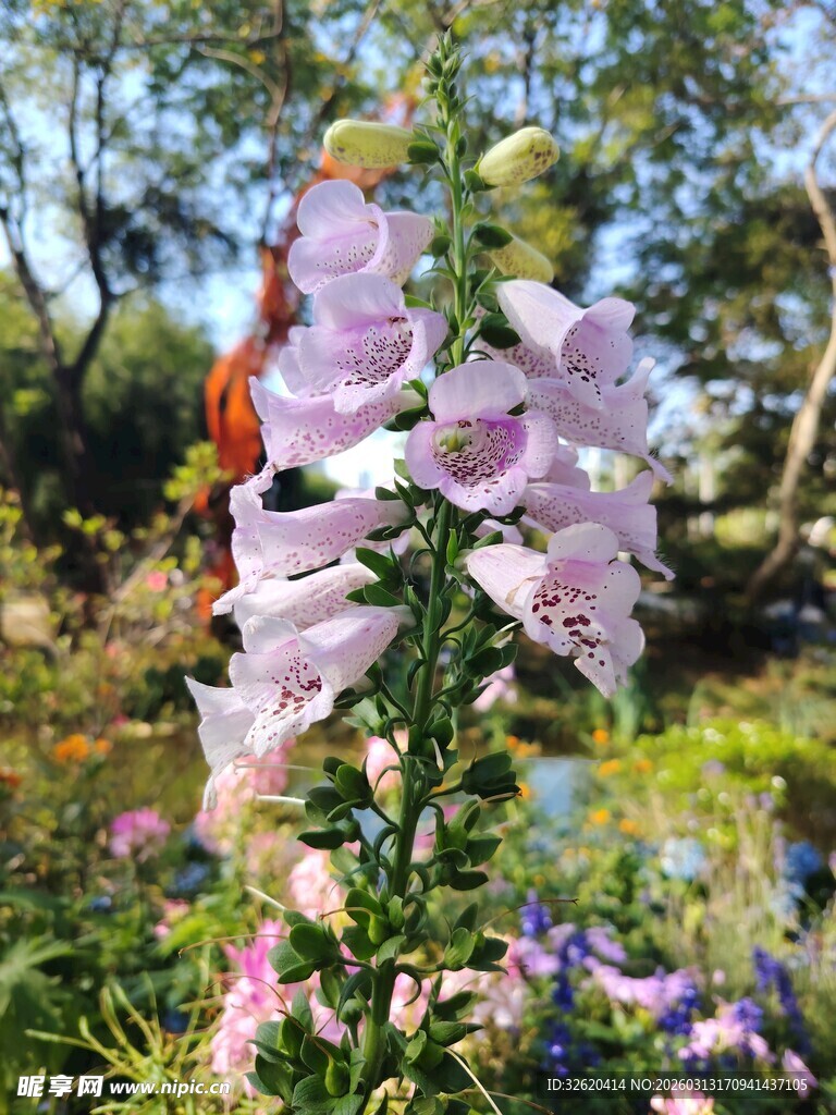 美丽毛地黄绽放于花园