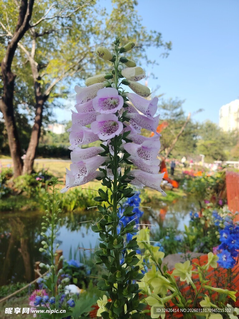 花园中绽放的美丽毛地黄花