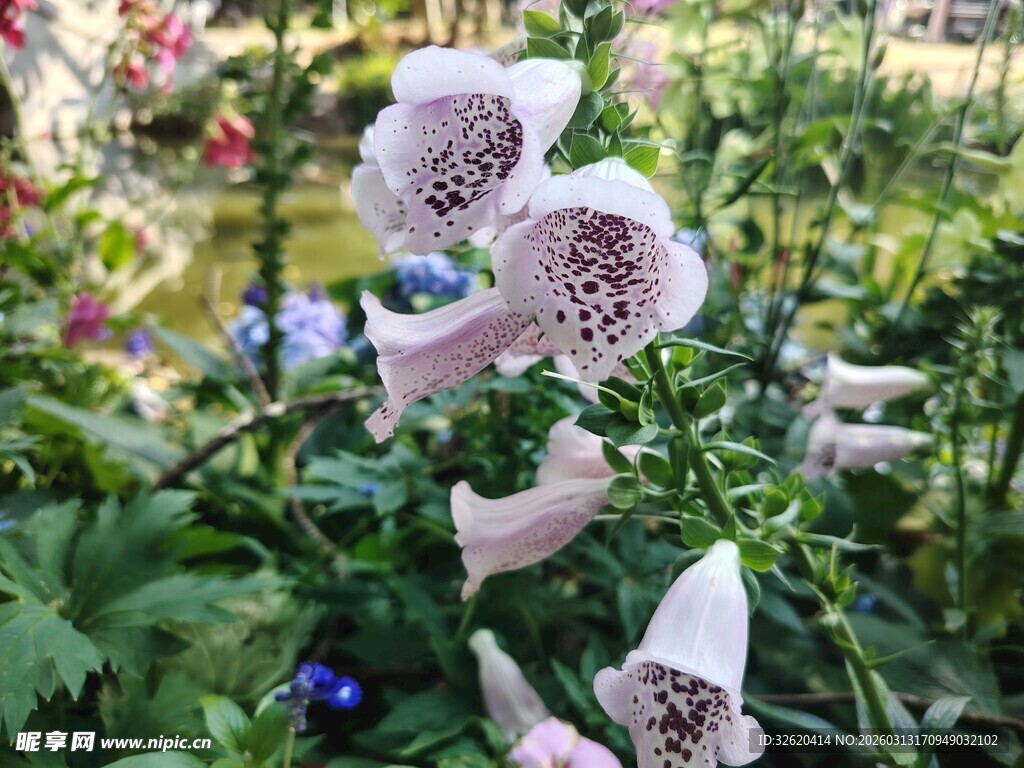 美丽毛地黄绽放于花丛中