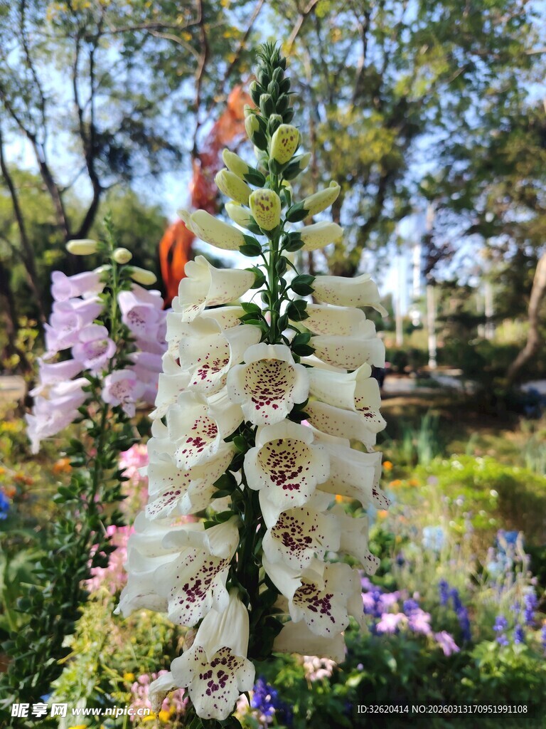 花园中绽放的多彩毛地黄