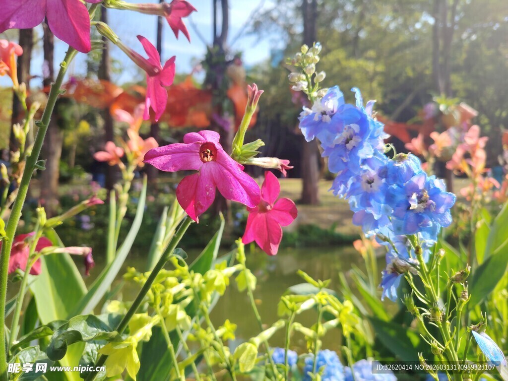 多彩花卉绽放于花园中