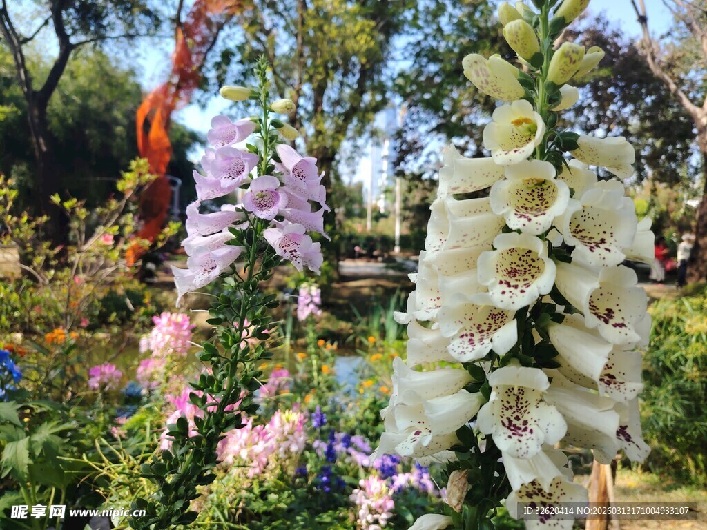 多彩毛地黄绽放花园