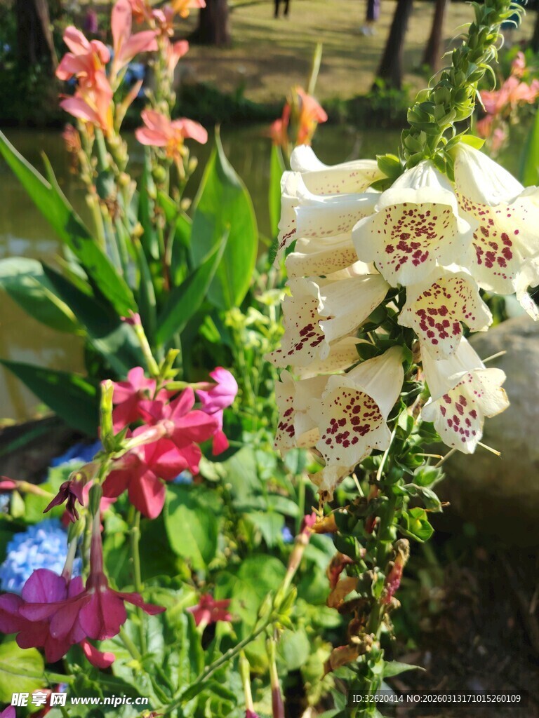 多彩花卉绽放美丽瞬间