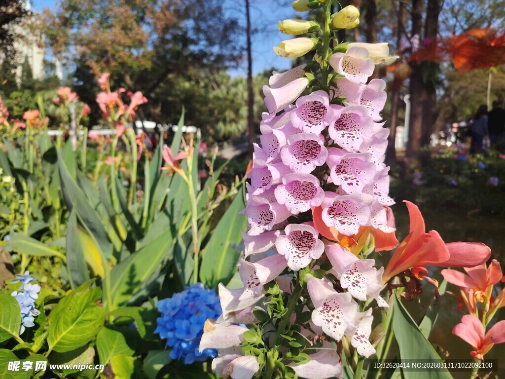 多彩花卉绽放花园美景