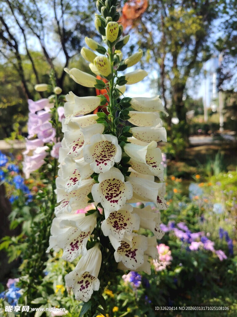 垂挂的白色优雅兰花绽放