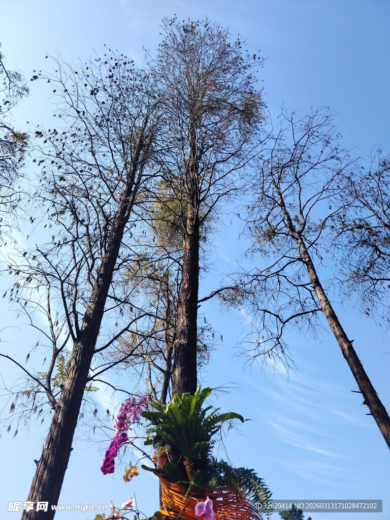 蓝天枯树旁的艳丽花卉