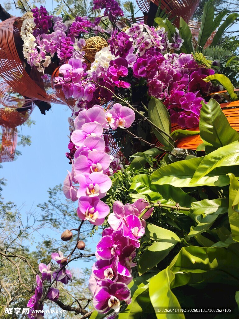 绽放的紫色兰花