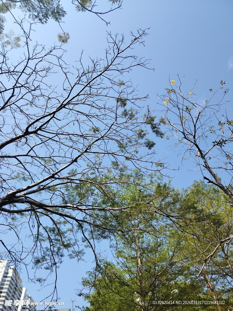 蓝天绿树间的城市