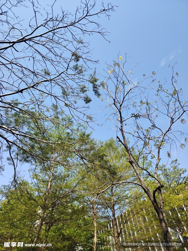 林间树梢与蓝天景致