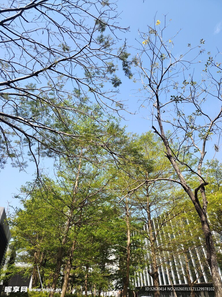 林间蓝天静谧树木景致