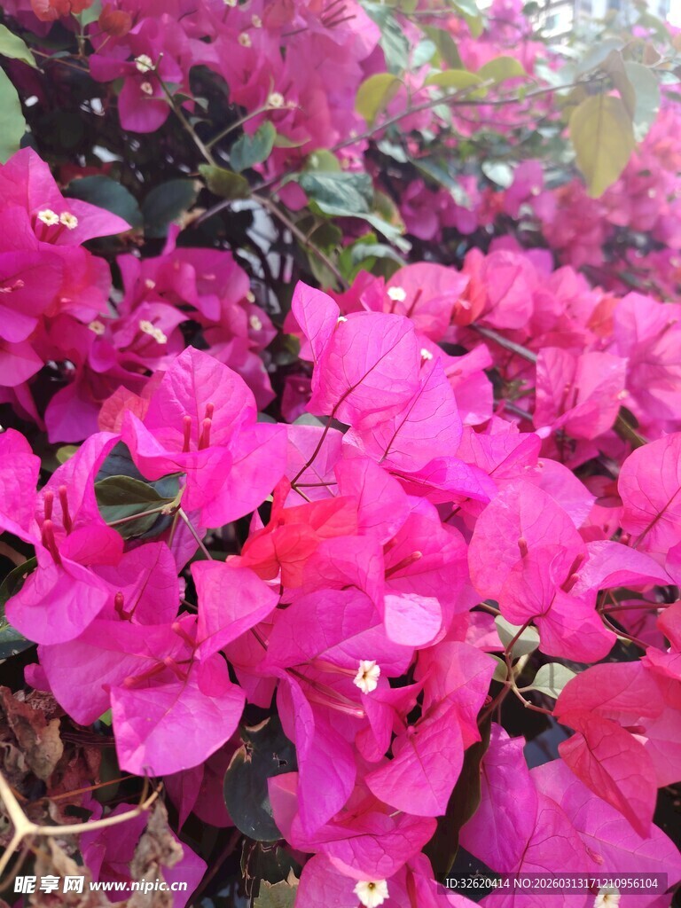 艳丽三角梅绽放