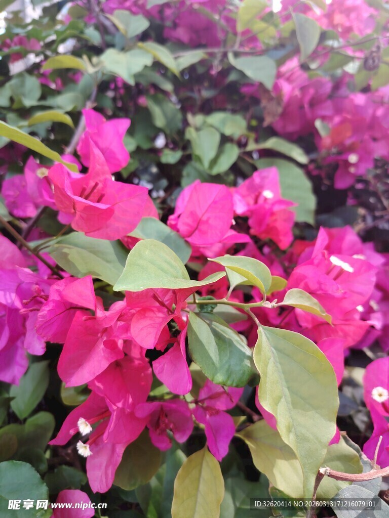 艳丽三角梅绽放