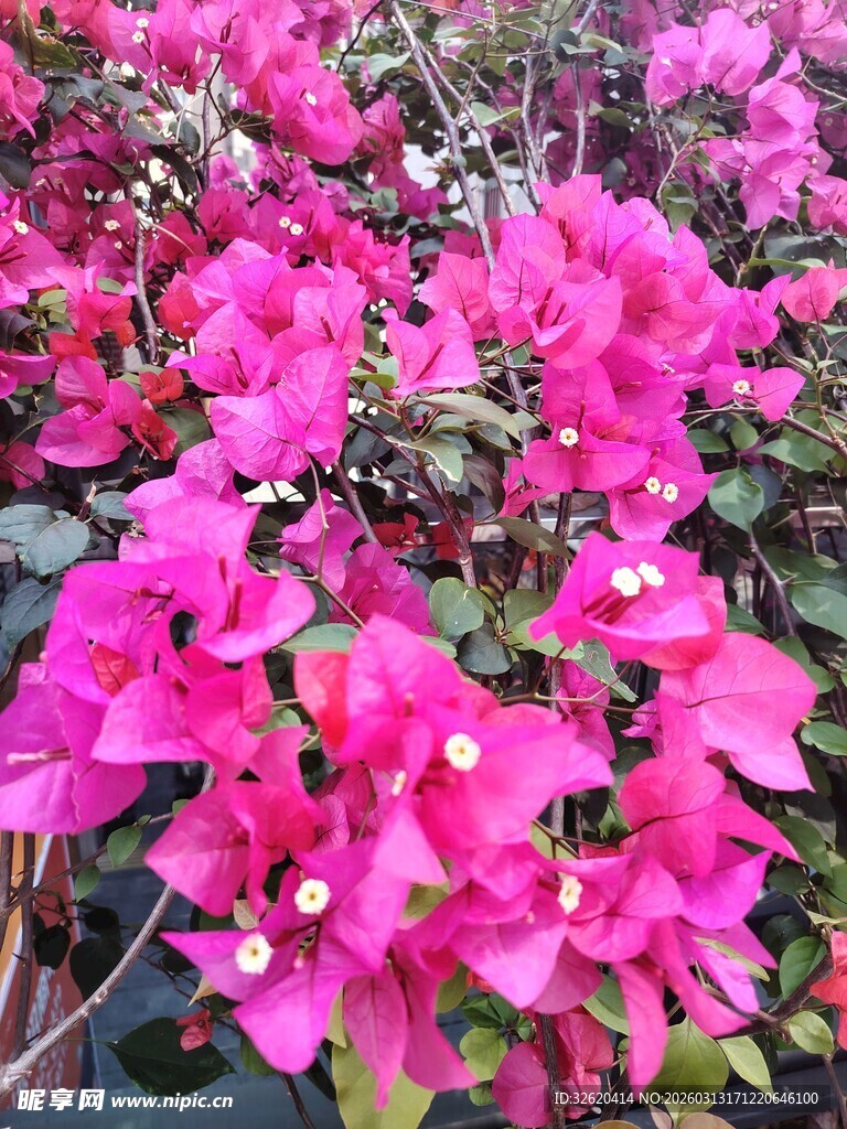 艳丽三角梅绽放