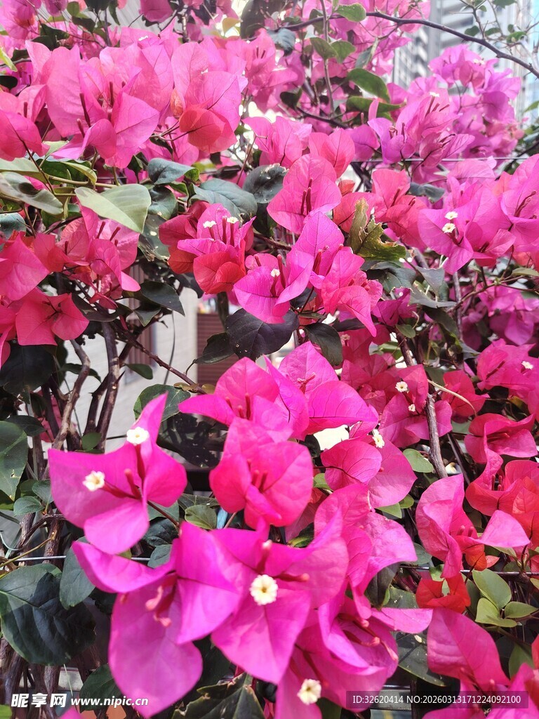 艳丽三角梅绽放