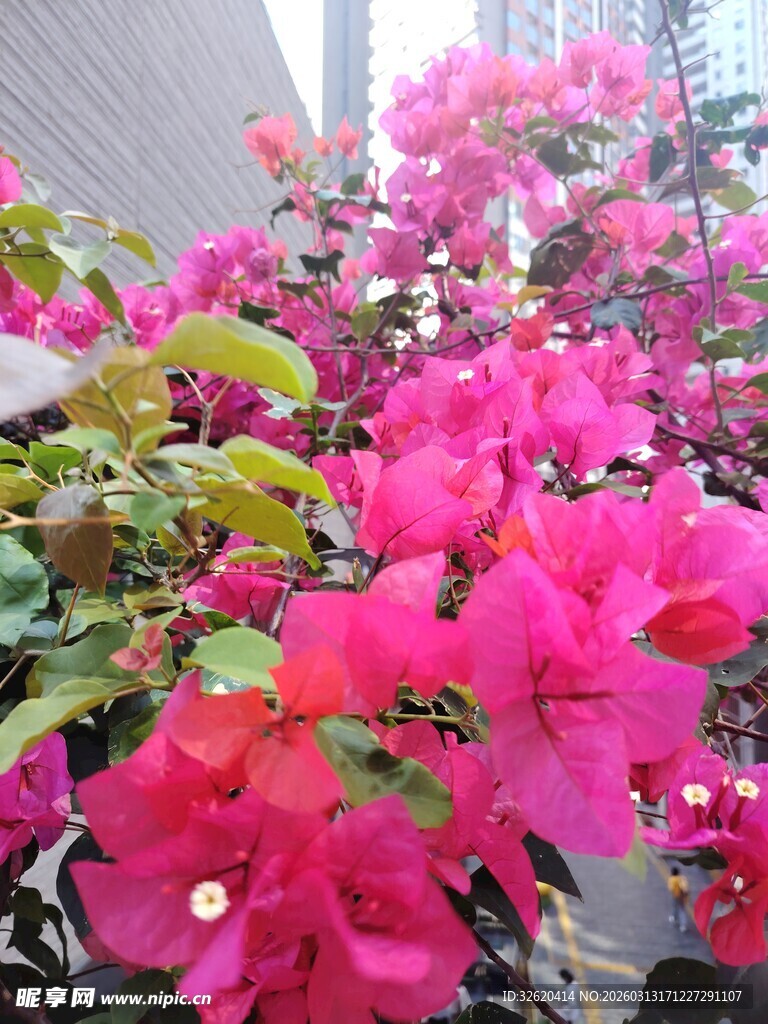 艳丽三角梅绽放