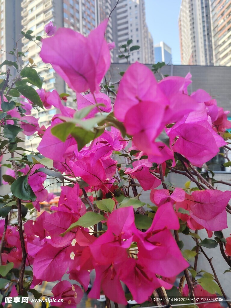 艳丽三角梅绽放于城市边